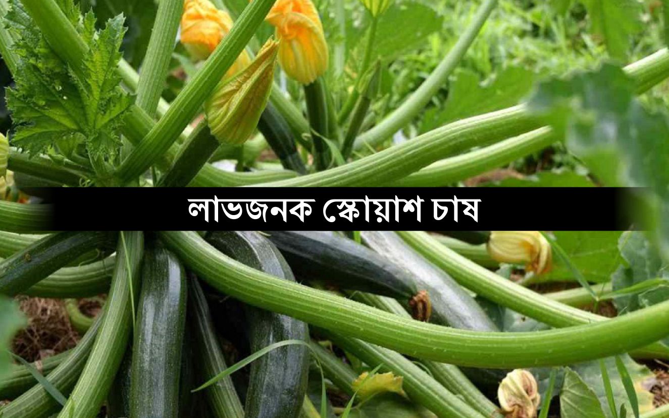 Squash Farming জ ন ন ন স ক য শ চ ষ র পদ ধত ও র গ দমন র উপ য