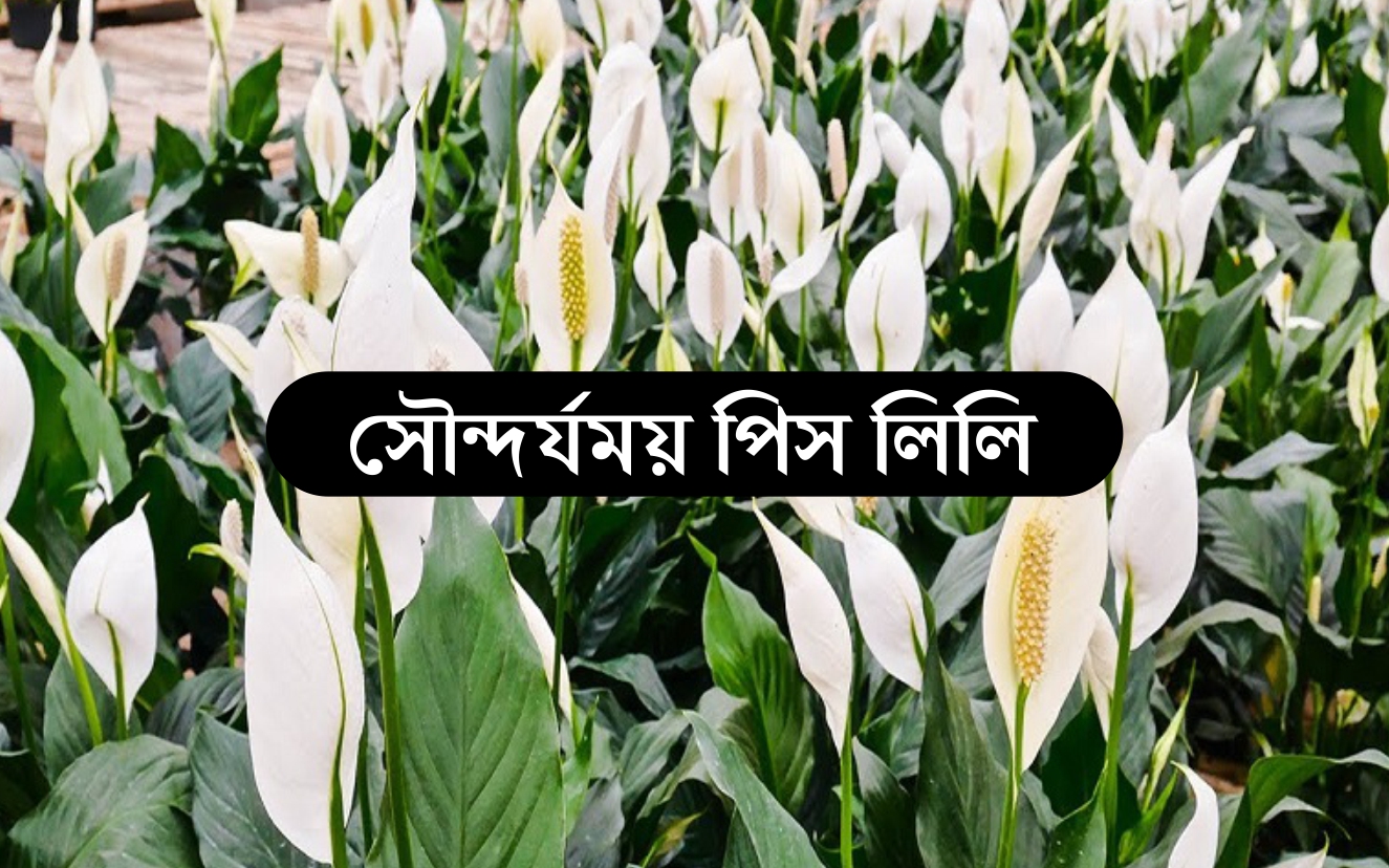 Peace Lily Farming ঘর র স ন দর য ব ড ত র খ ন প স ল ল র গ ছ