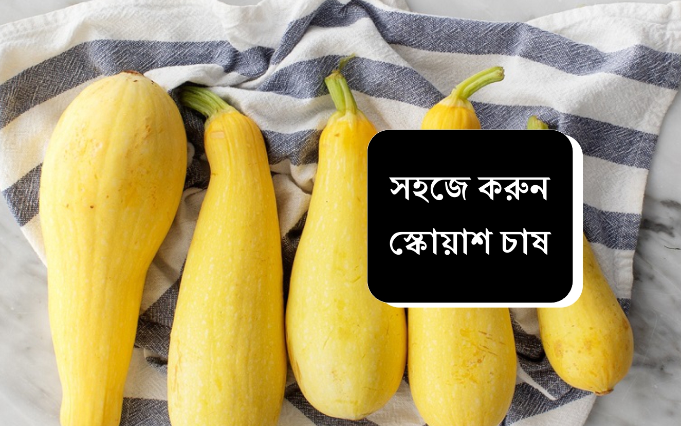 Squash Farming Procedure স ক য শ চ ষ কর হয উঠ ন অধ ক ল ভব ন