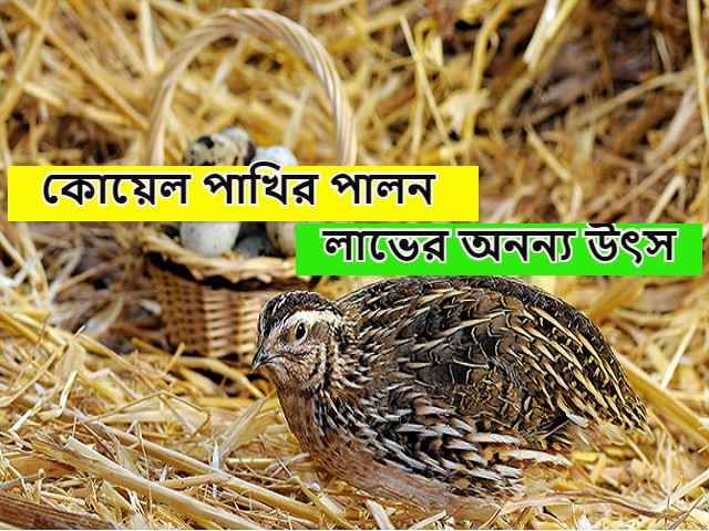 Quail Bird Firming ক ষকবন ধ র আয ব ড ত ক ষ ক জ র স থ কর ন ক য ল প খ র চ ষ