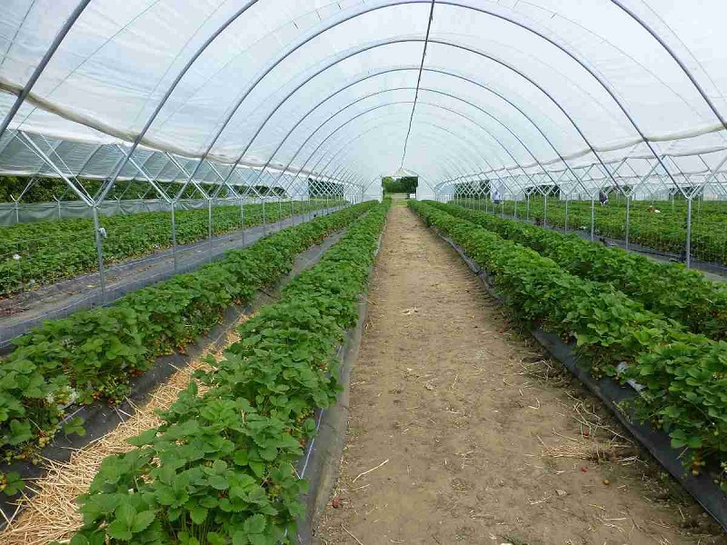 Shade net farming