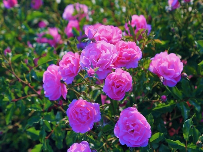 Rose farming