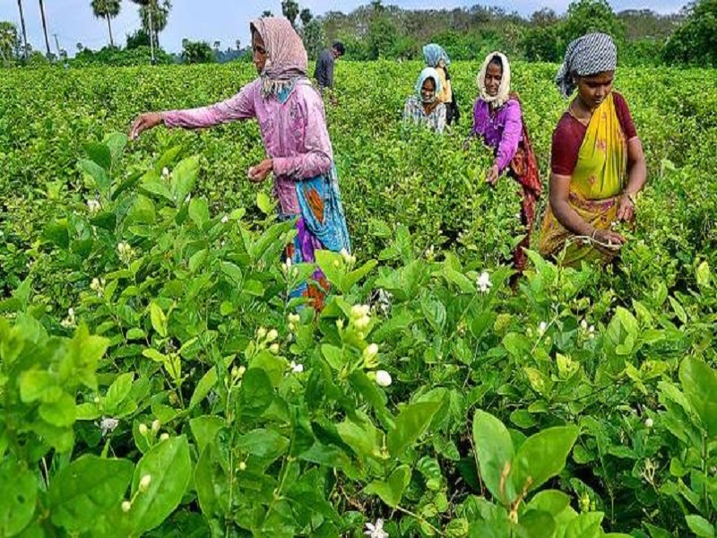 Jasmine Farming