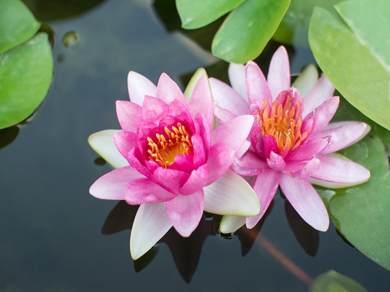 Lotus farming