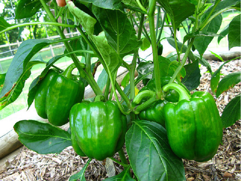 Capsicum farming