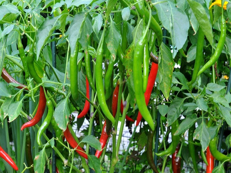 Green chilli