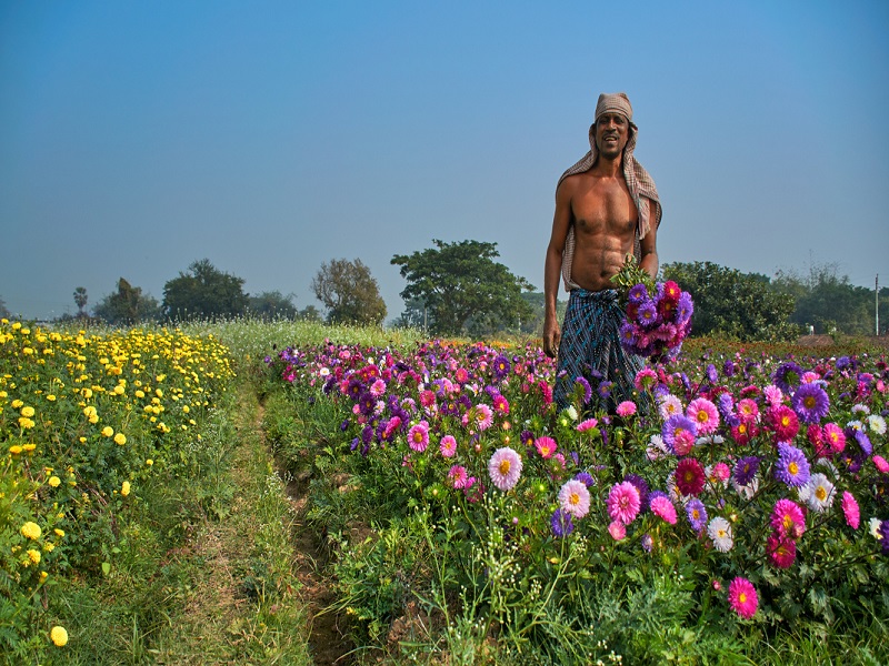 Flower farmers are in loss