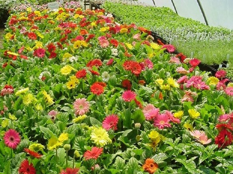 Flower farming