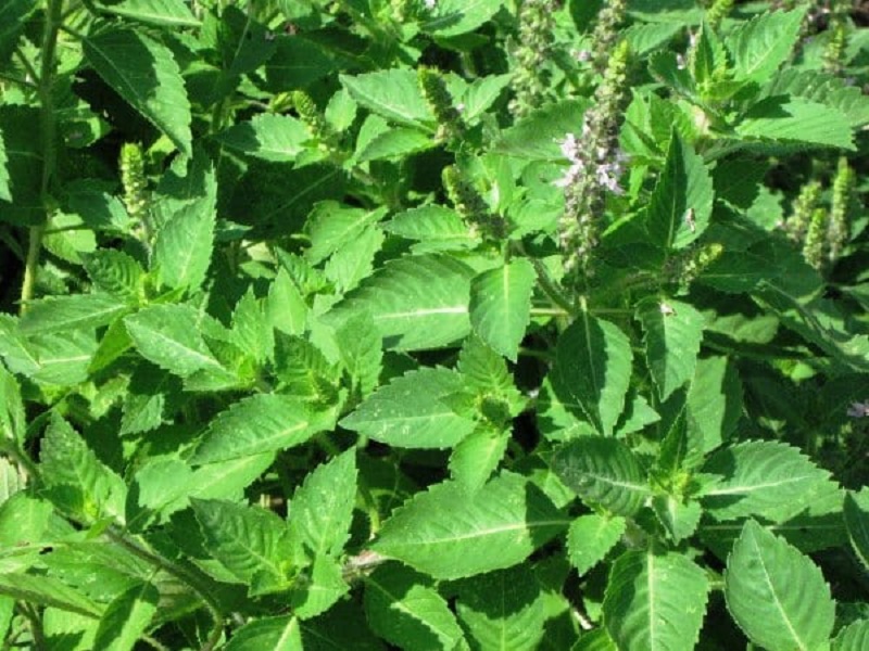 Basil farming