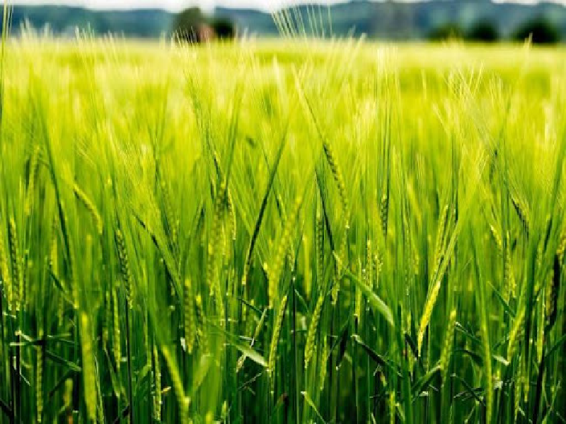 Basmati farming