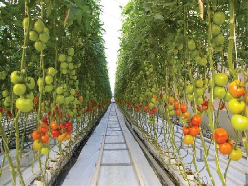 Tomato farming