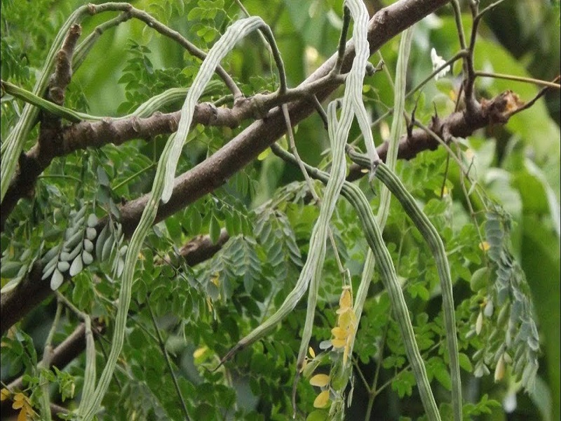 Farmer get success in moringa cultivation