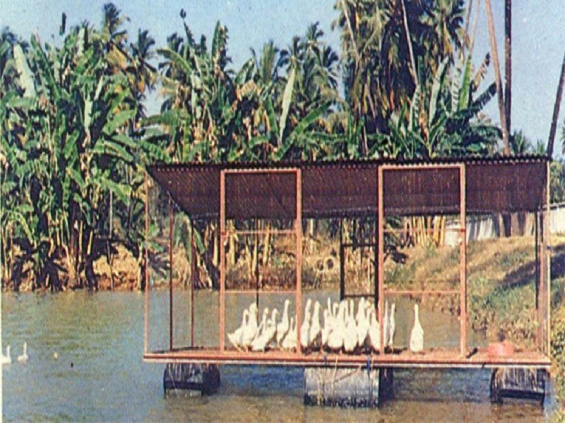 Fish farming
