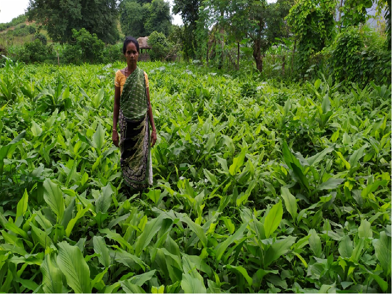 Turmeric farming