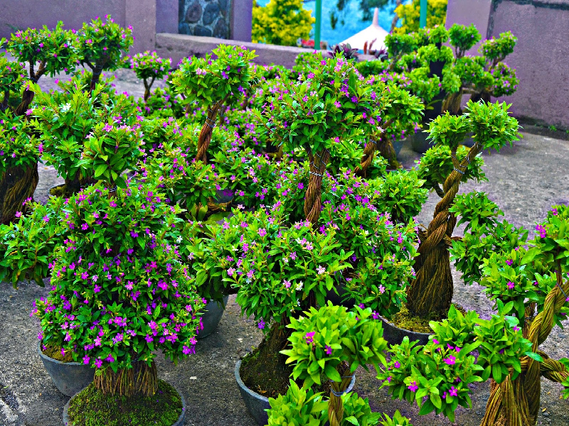 Bonsai farming