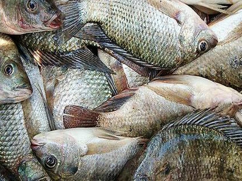 Fish farming