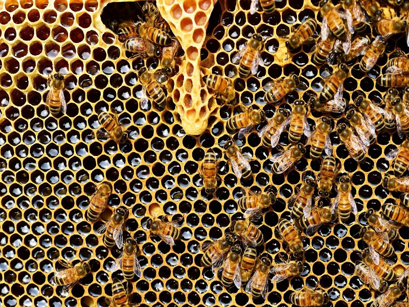 Honeybee farming
