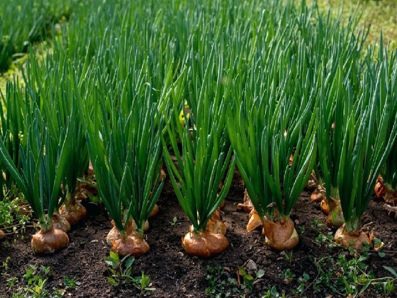 Kharif season onion