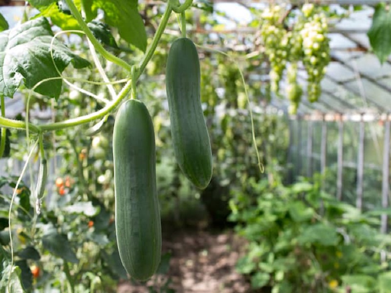 Cucumber farming