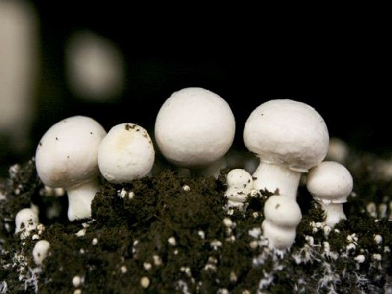 Mushroom farming