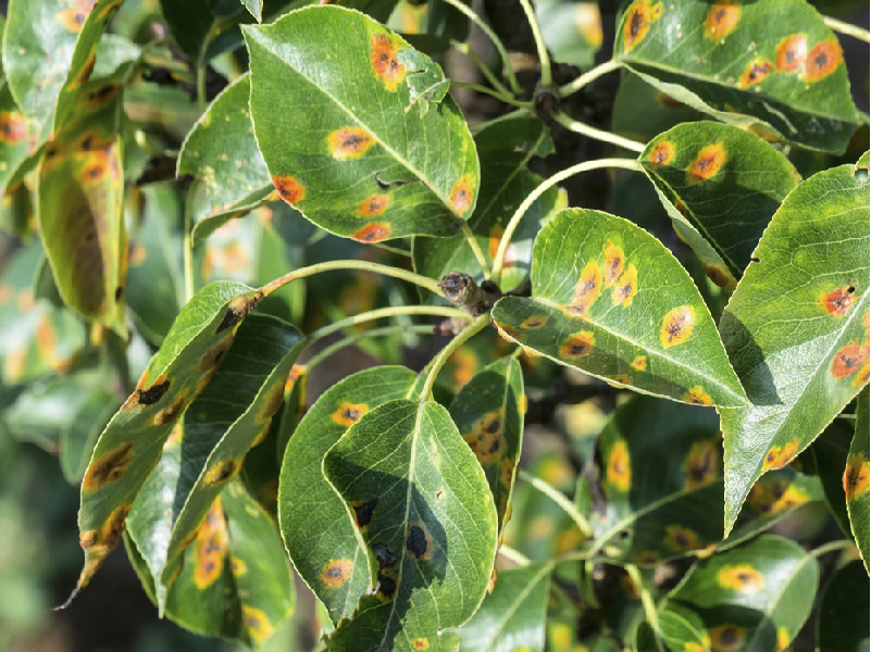 Micronutrients Deficiency reason