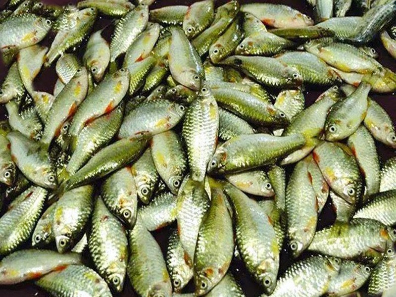 Fish farming