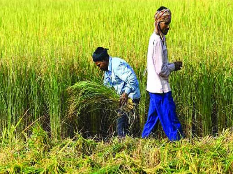 Profitable crop
