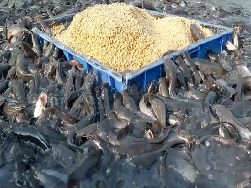 Magur farming in pond