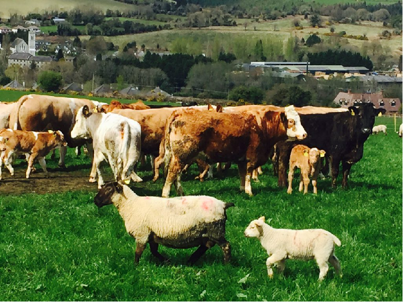 Cattle farm