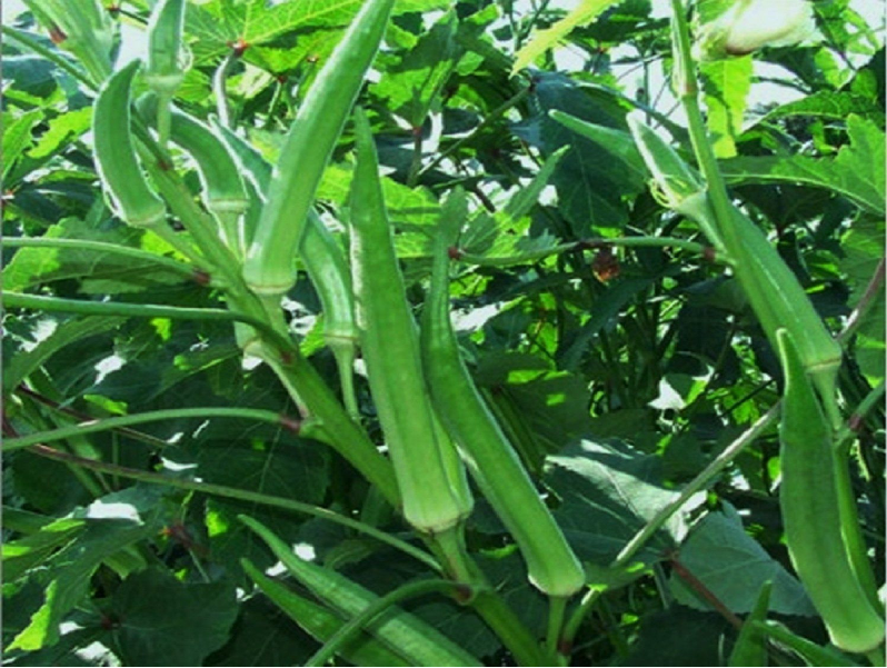 Okra farming