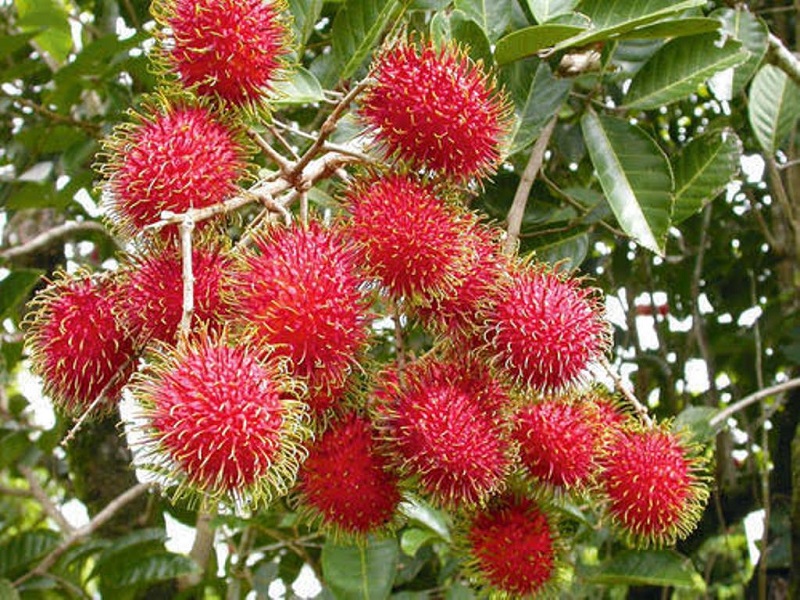 Rambutan Fruit farming