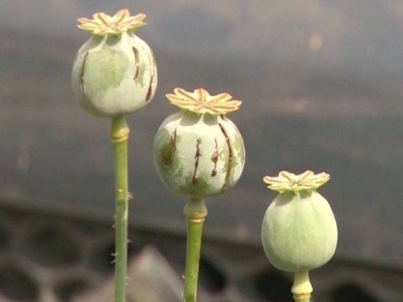Poppy Seed farming