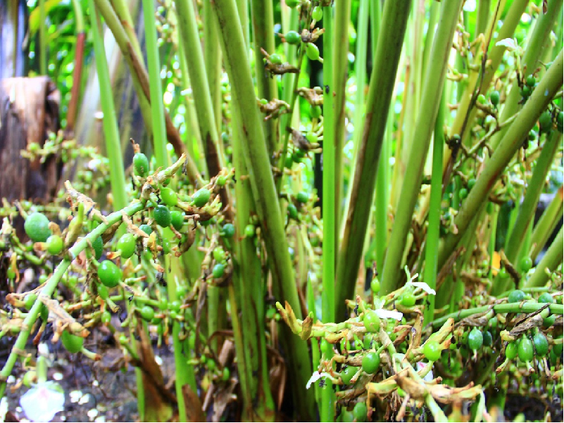 Profitable Farming Of Cardamom Farming