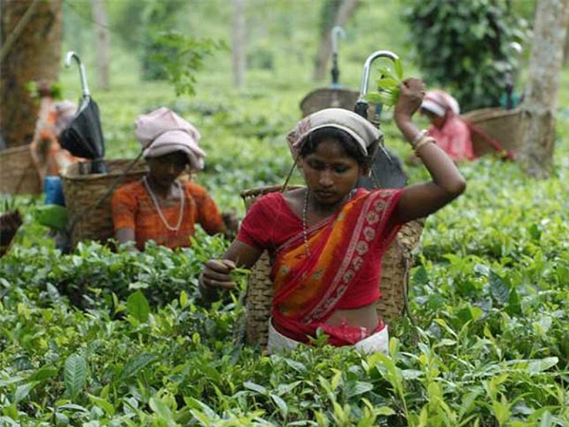 Tea board distributed money