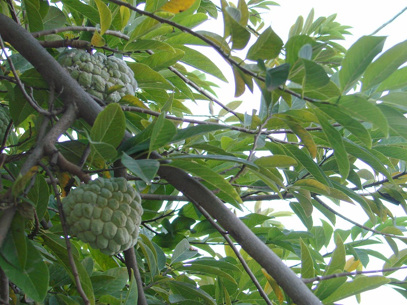 Custard Apple farming