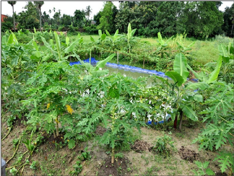 In-situ jute retting tank based eco-farming model