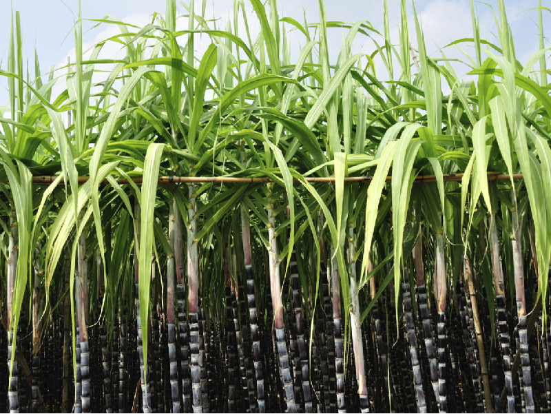 Sugarcane Crop farming