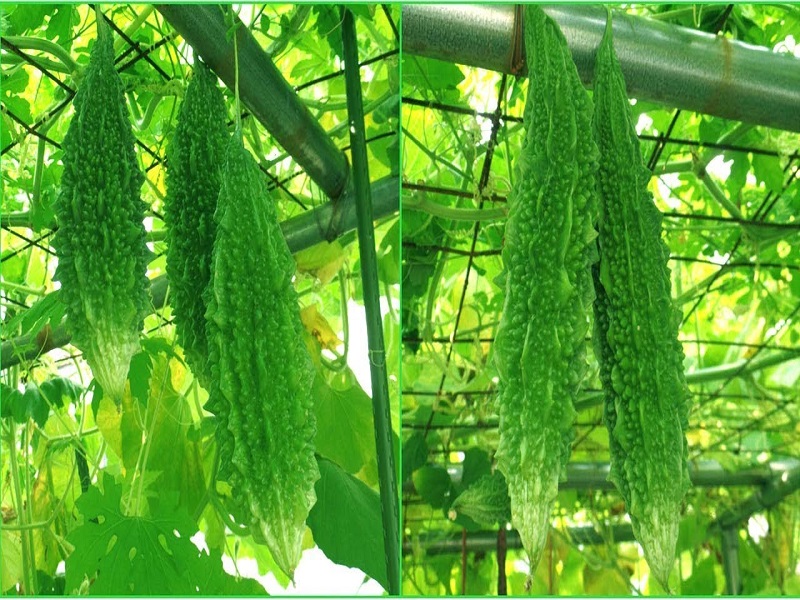 Bitter gourd Farming