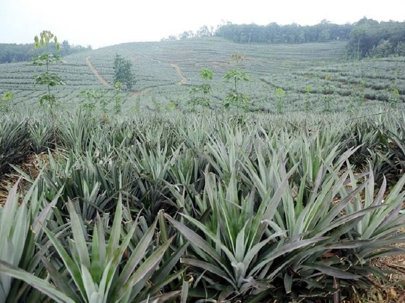 Pineapple farming