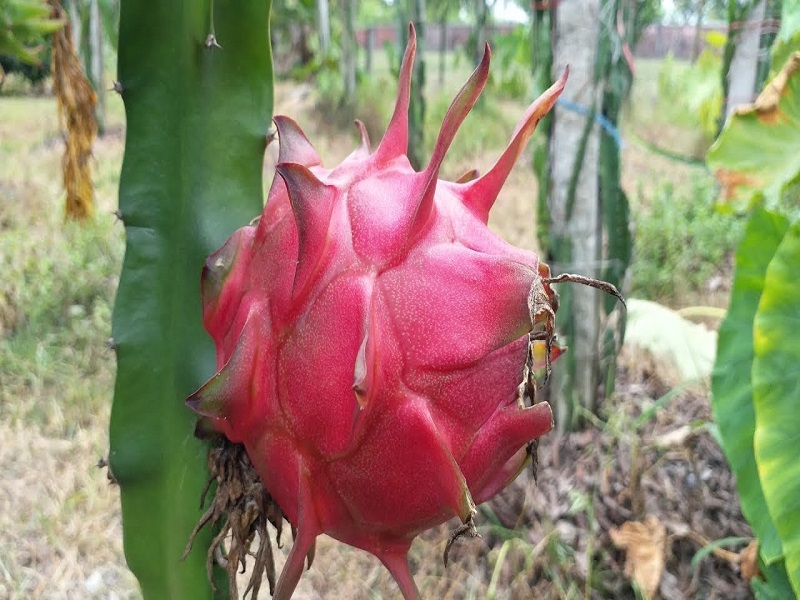Dragon fruit farming
