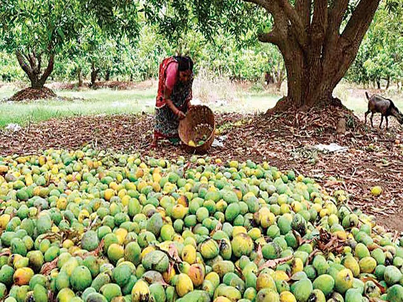Mango Variety