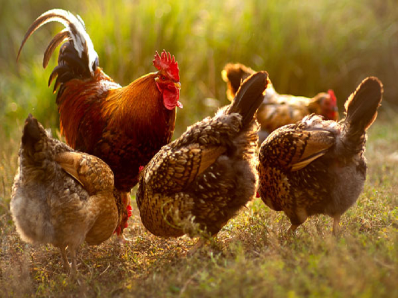 Poultry Farming - মুরগি ও ছাগল পালন করে লাভের মুখ দেখছেন প্রত্যন্ত 