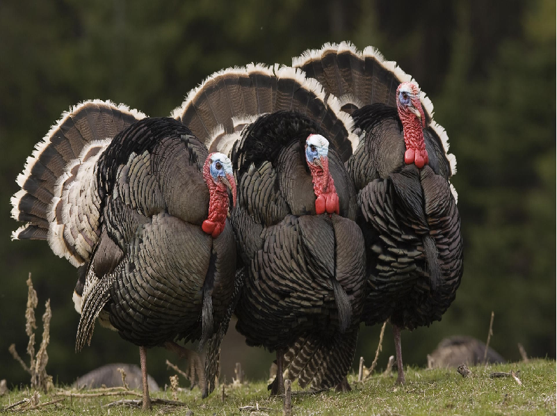Turkey Rearing