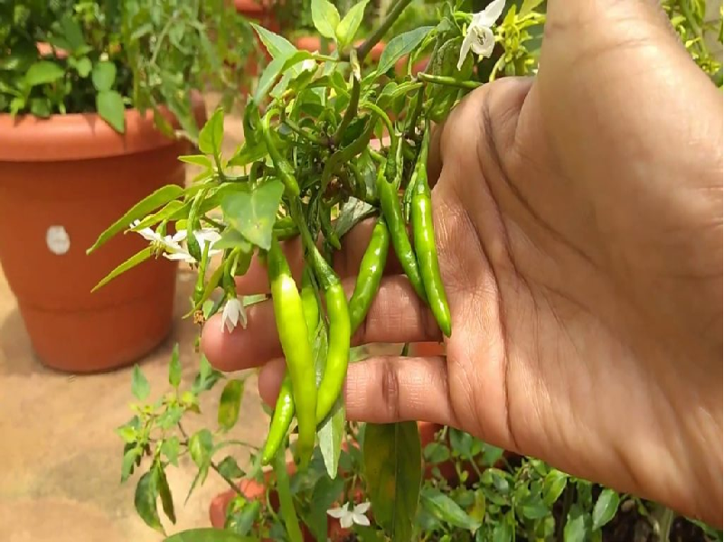 Home farming