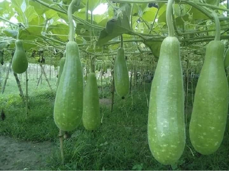 Bottle Gourd Disease