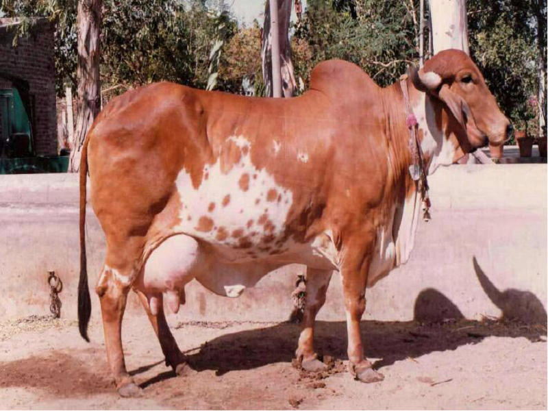 Cow breed
