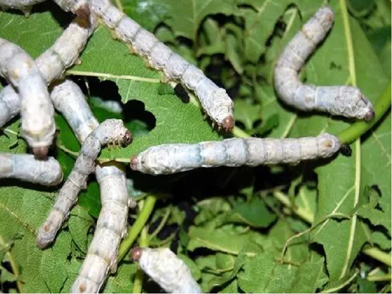 Silk worm rearing