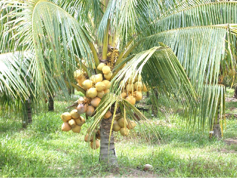 Coconut Tree (Image Credit - Google)
