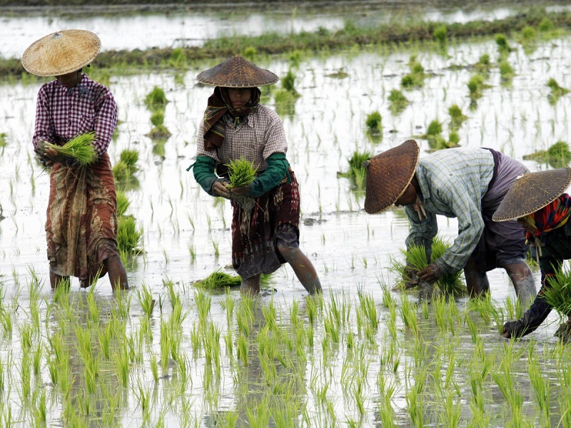 Retun Crops