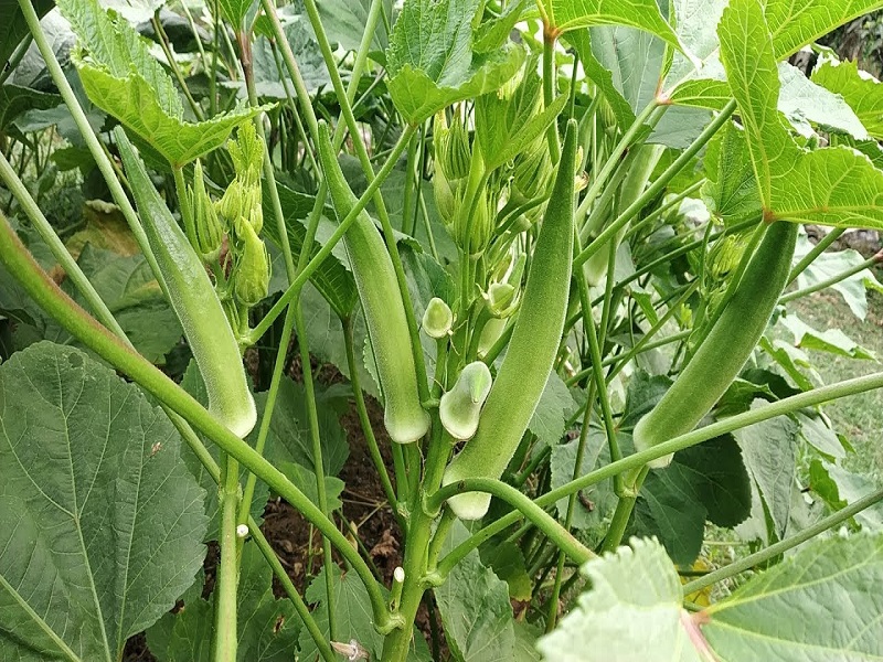 Ladies Finger Farming